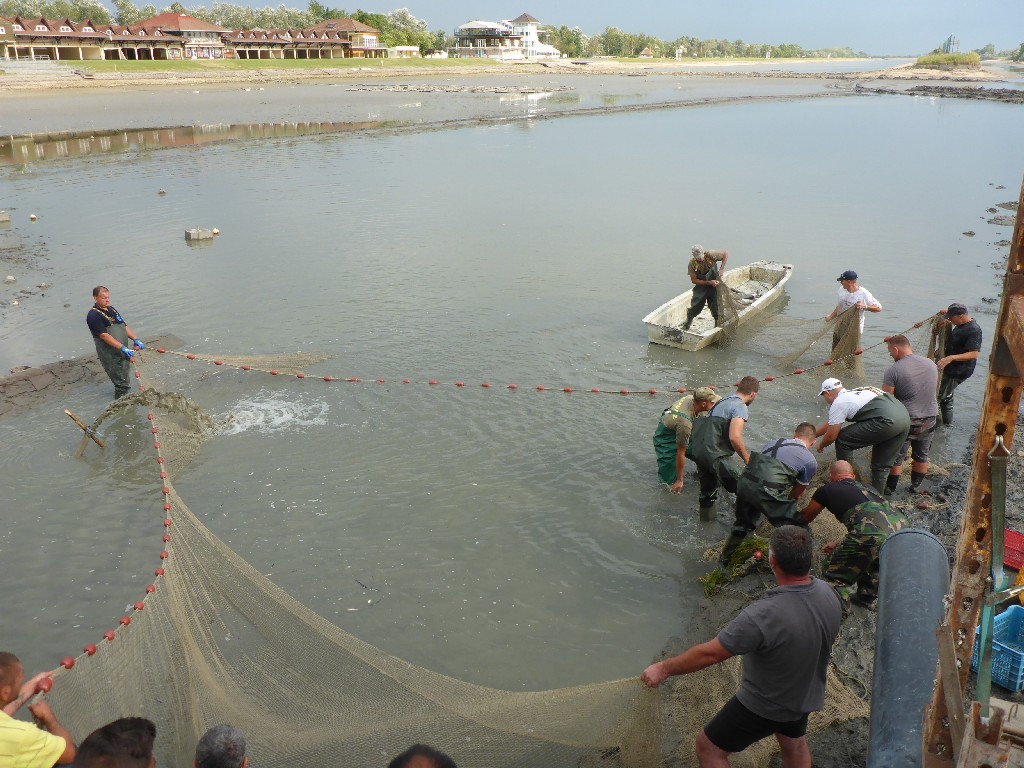 Önkéntes horgászokkal közösen végzett halmentést a Szövetség