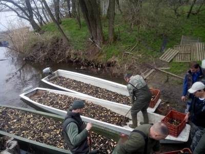 Kora tavaszi halgazdálkodási munkák a HECSMSZ vizein 2. - Törpeharcsa gyérítés