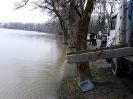 Tisza tavaszi ponty növendék_2