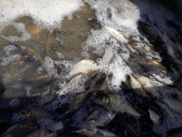 Tisza egynyaras kétnyaras ponty_10