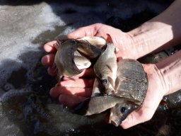 Tisza egynyaras kétnyaras ponty_12