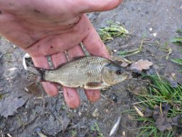 Tisza egynyaras kétnyaras ponty_12