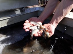 Tisza egynyaras kétnyaras ponty_14