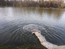 Tisza egynyaras kétnyaras ponty_15