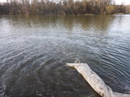 Tisza egynyaras kétnyaras ponty_16