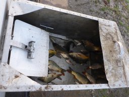 Tisza egynyaras kétnyaras ponty_18