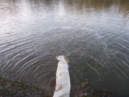 Tisza egynyaras kétnyaras ponty_19