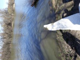 Tisza egynyaras kétnyaras ponty_1