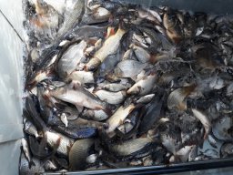 Tisza egynyaras kétnyaras ponty_7