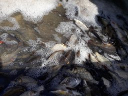 Tisza egynyaras kétnyaras ponty_9