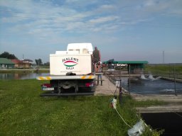 kecsege tisza_2