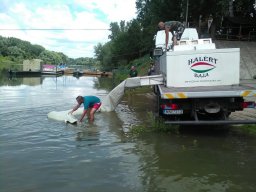 kecsege tisza_5