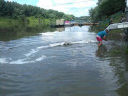 kecsege tisza_6