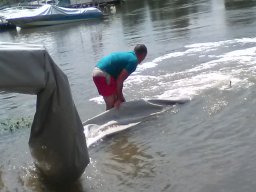 kecsege tisza_9