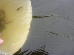 süllő_atka_martely_14
