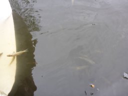 süllő_atka_martely_15