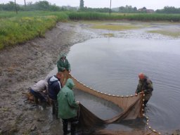 süllő_atka_martely_6