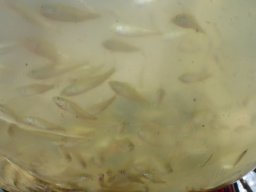 csaposuger_4