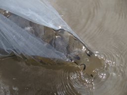 menyhal_tisza_11