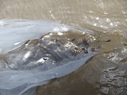 menyhal_tisza_12