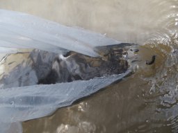 menyhal_tisza_13