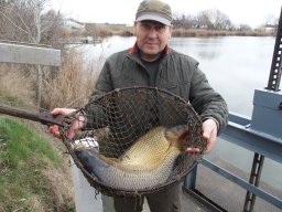 háromnyaras ponty_32