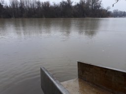 Tisza tavaszi ponty növendék_10