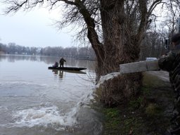Tisza tavaszi ponty növendék_11