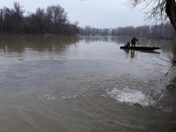 Tisza tavaszi ponty növendék_12
