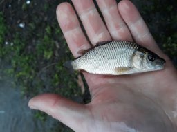 Tisza tavaszi ponty növendék_13