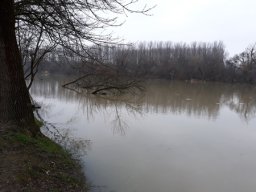 Tisza tavaszi ponty növendék_14