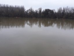 Tisza tavaszi ponty növendék_15