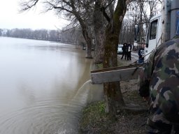 Tisza tavaszi ponty növendék_1