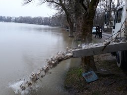Tisza tavaszi ponty növendék_3
