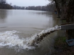 Tisza tavaszi ponty növendék_5
