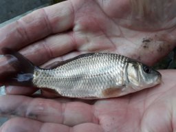 Tisza tavaszi ponty növendék_9