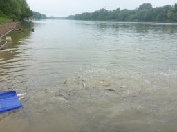 0430_SZH1-2_szegedfish_Tisza_17
