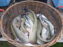 0430_SZH1-2_szegedfish_Tisza_3