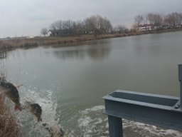 kora tavaszi ponty 3ny_9