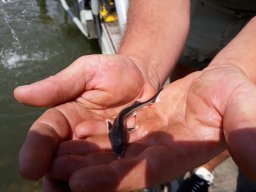 0722_K1_Tisza_5