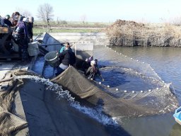 0323-24_P2_SZH3_Tisza_24
