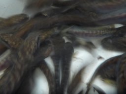 1024_M1_folyók_10