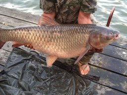 0127_amur_TISZA_1