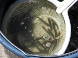 0708_BIVA_zárt_14