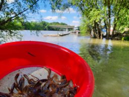 0508_MELŐ_Tisza-Maros_21