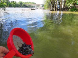0508_MELŐ_Tisza-Maros_22