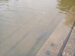 0927_TISZA-MAROS_38
