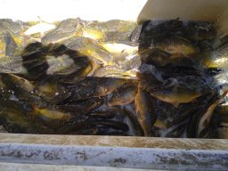 0810_P3_MATY-GYALA_30