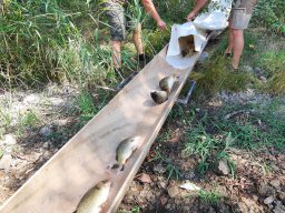 0816_P3_Tisza-Atka_Algyőicsat_22