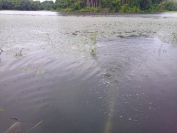 0617_Pelő_11
